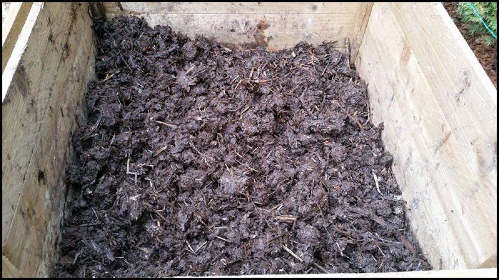 compost crotte chien