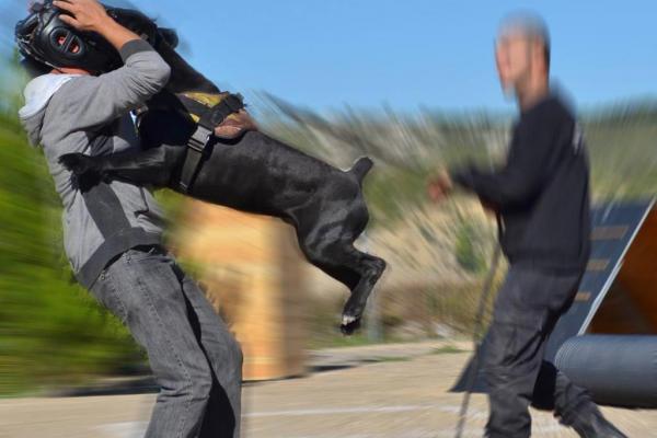 manteau pour cane corso