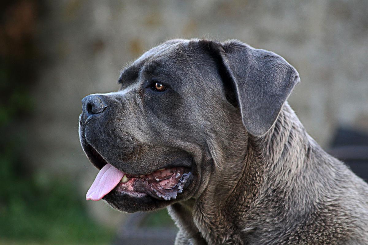 Portrait de Obao du Sang d'Orthos