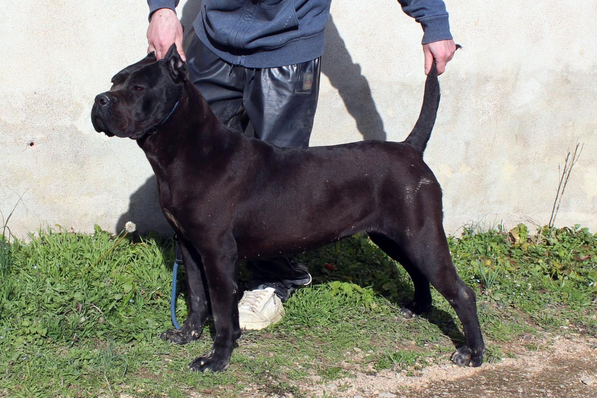 Portrait de Sydi du Sang d'Orthos