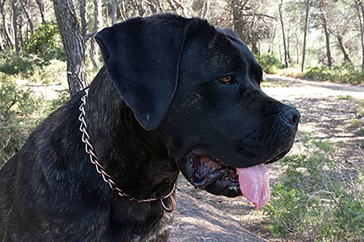 Portrait de Hanoï des Mas Star