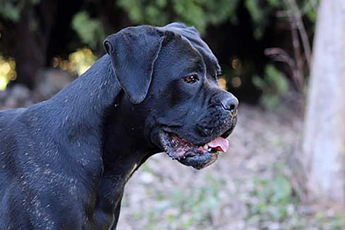 Portrait de Hayka des Mas Star