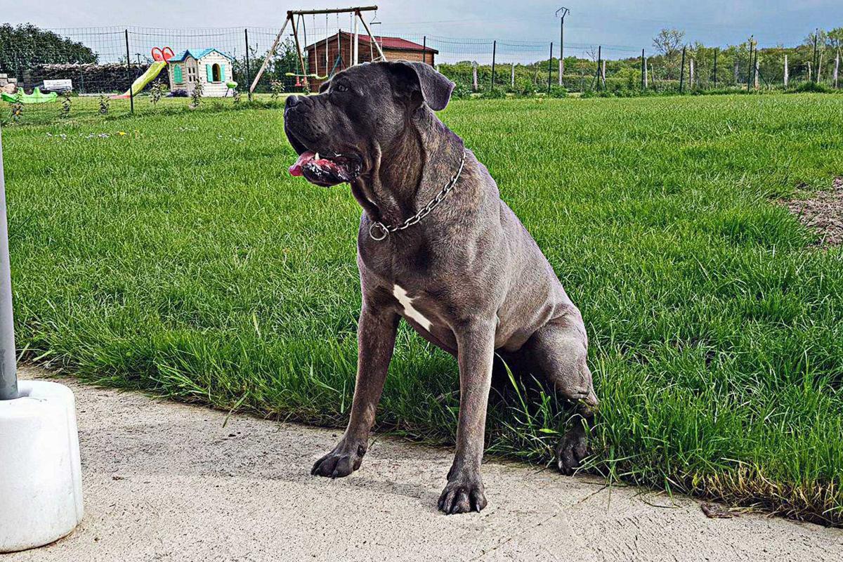 Portrait de Mowgli du Sang d'Orthos