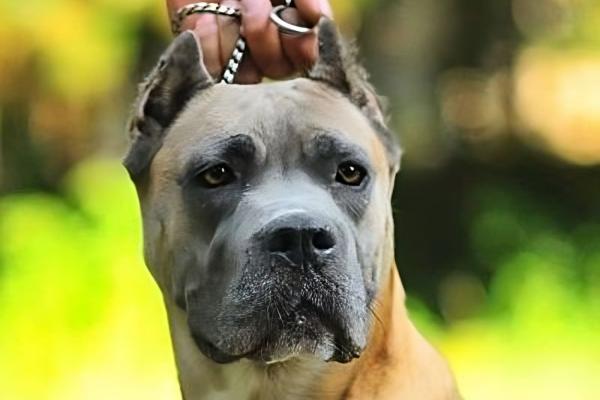 Portrait de Clair de Lune Pia Fidelis