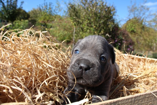 Portrait de Chiot 2 du Sang d'Orthos