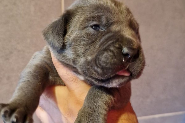 Portrait de Chiot 3 du Sang d'Orthos