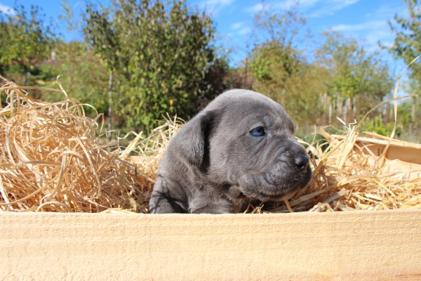 Portrait de Chiot 3 du Sang d'Orthos