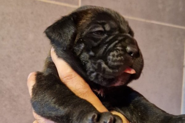Portrait de Chiot 4 du Sang d'Orthos