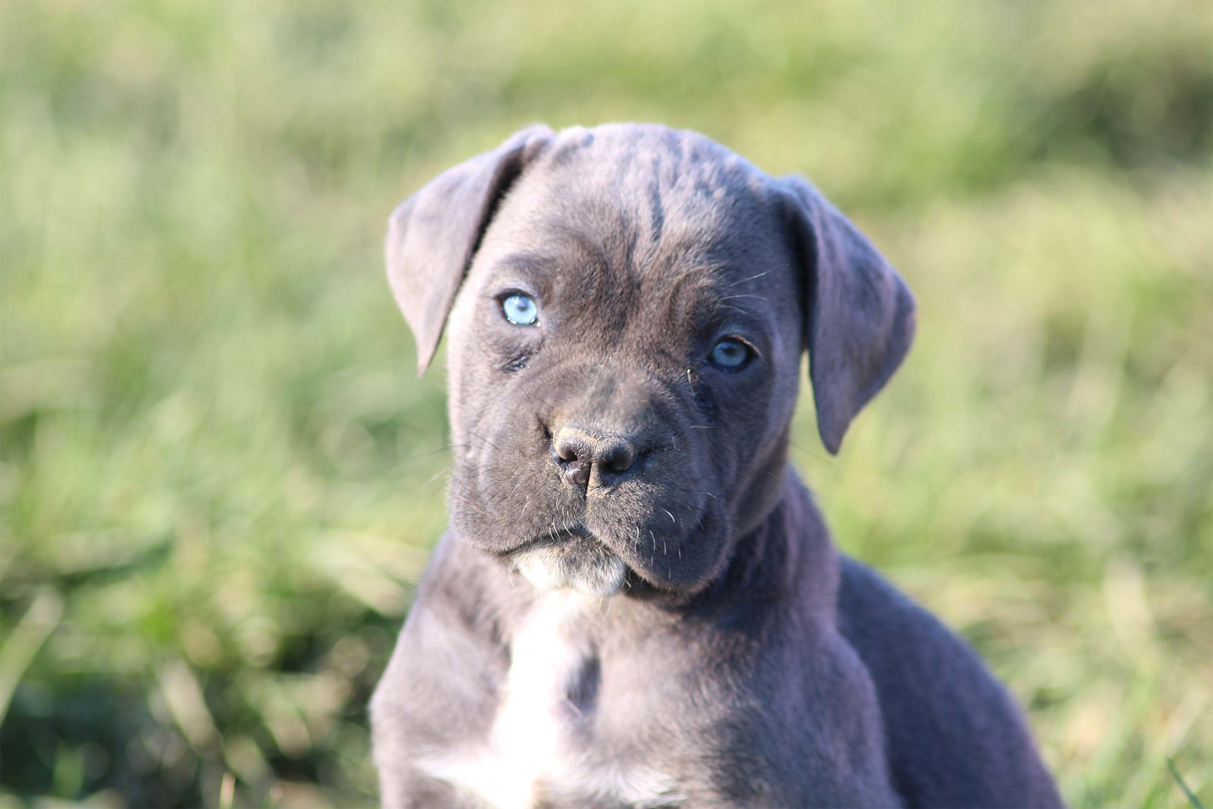 Oreille naturelle du Cane Corso