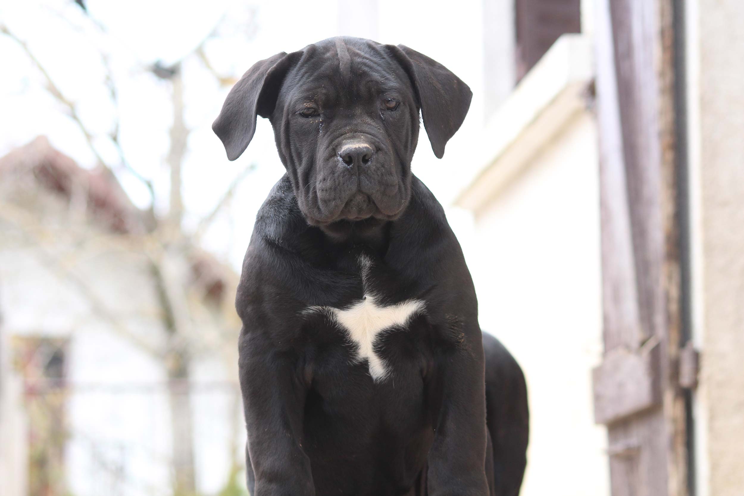 Oreille du Cane Corso