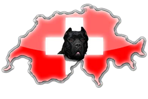 Réglementation du Cane Corso en Suisse