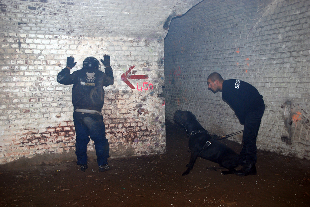 Utilisation du Cane Corso. Ici en sécurité.