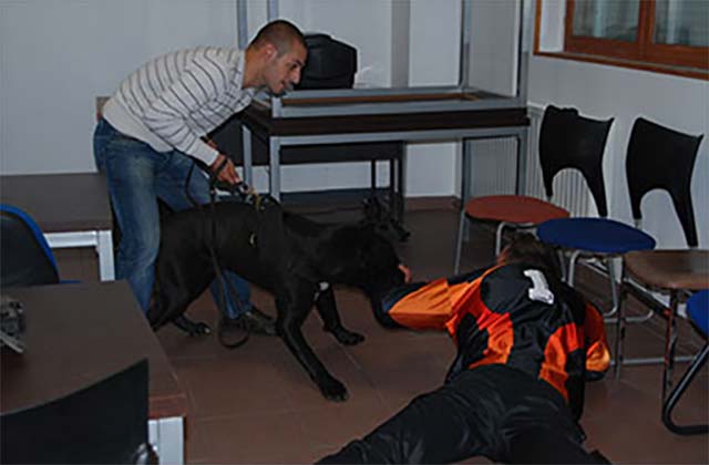 Un Cane Corso sur un mordant civil