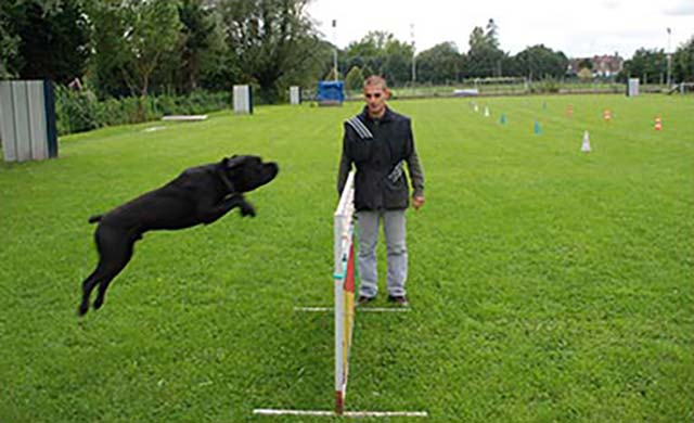 Cane Corso sur un saut de haie en Ring