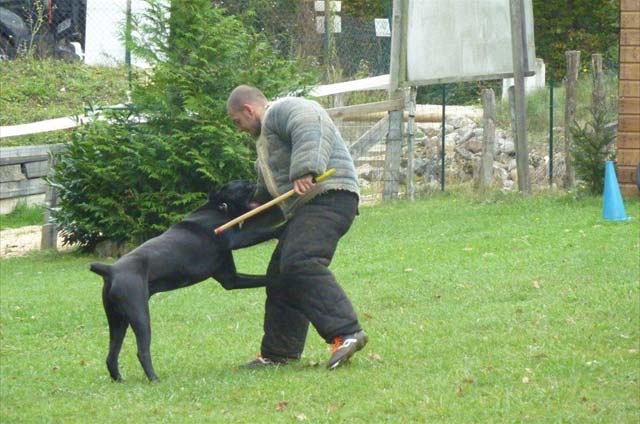 Alto, Cane Corso sur un mordant