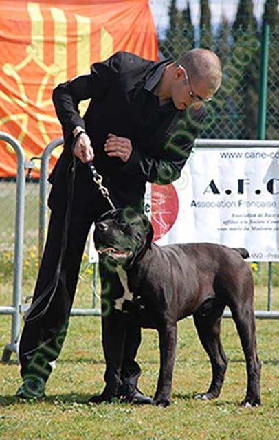 Alto, Cane Corso en exposition