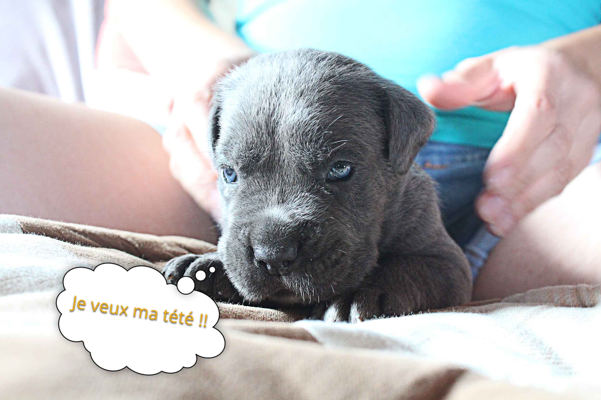 élevage cane corso reserver mon chiot