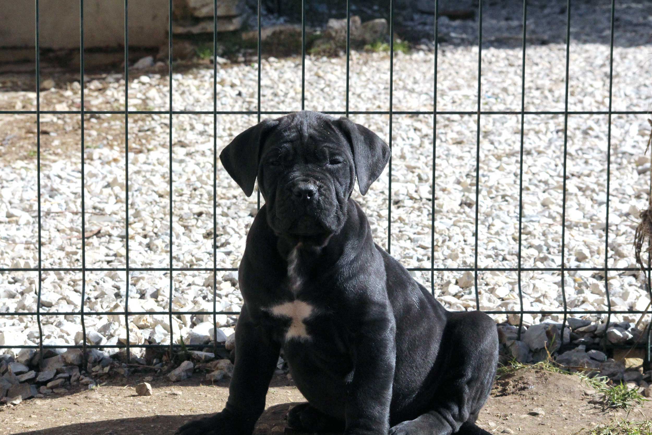 élevage cane corso reserver mon chiot