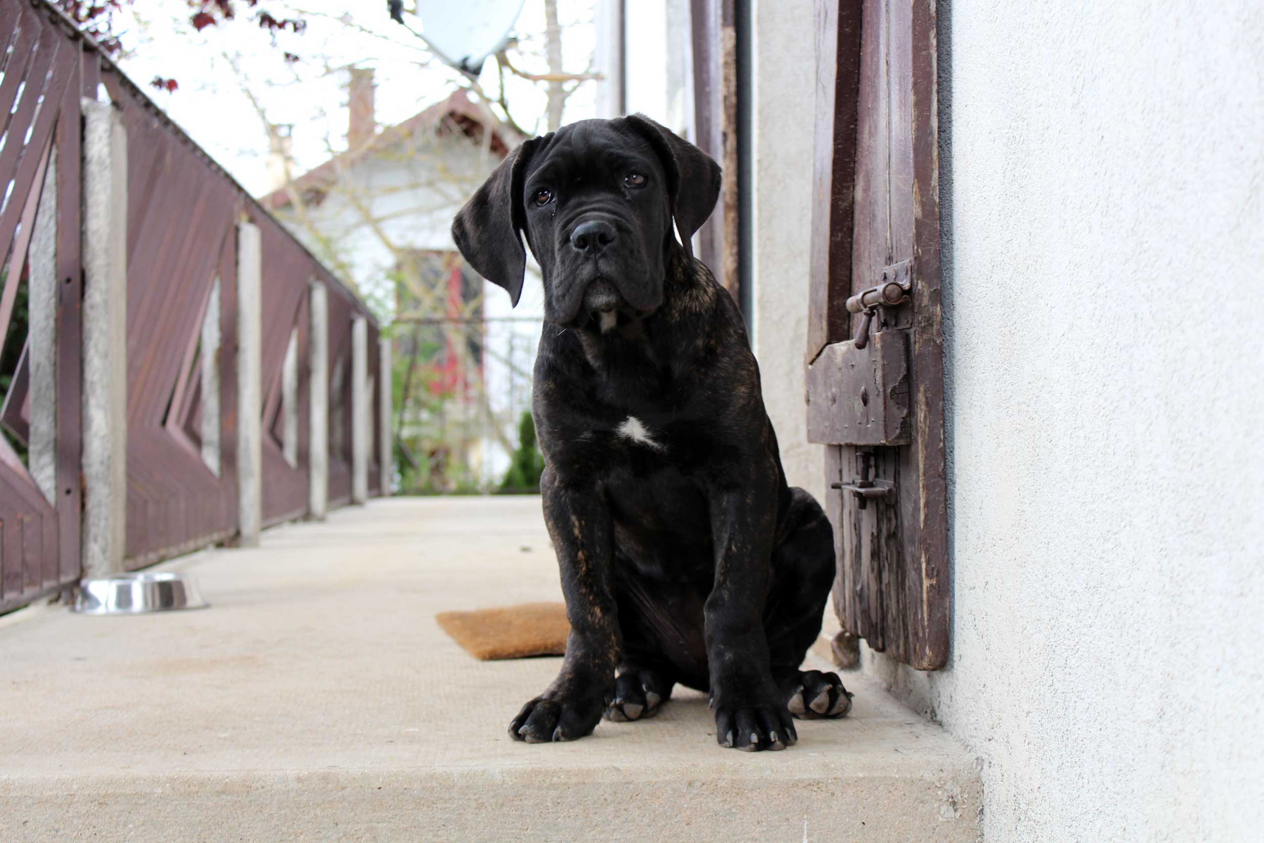 elevage cane corso nous rendre visite