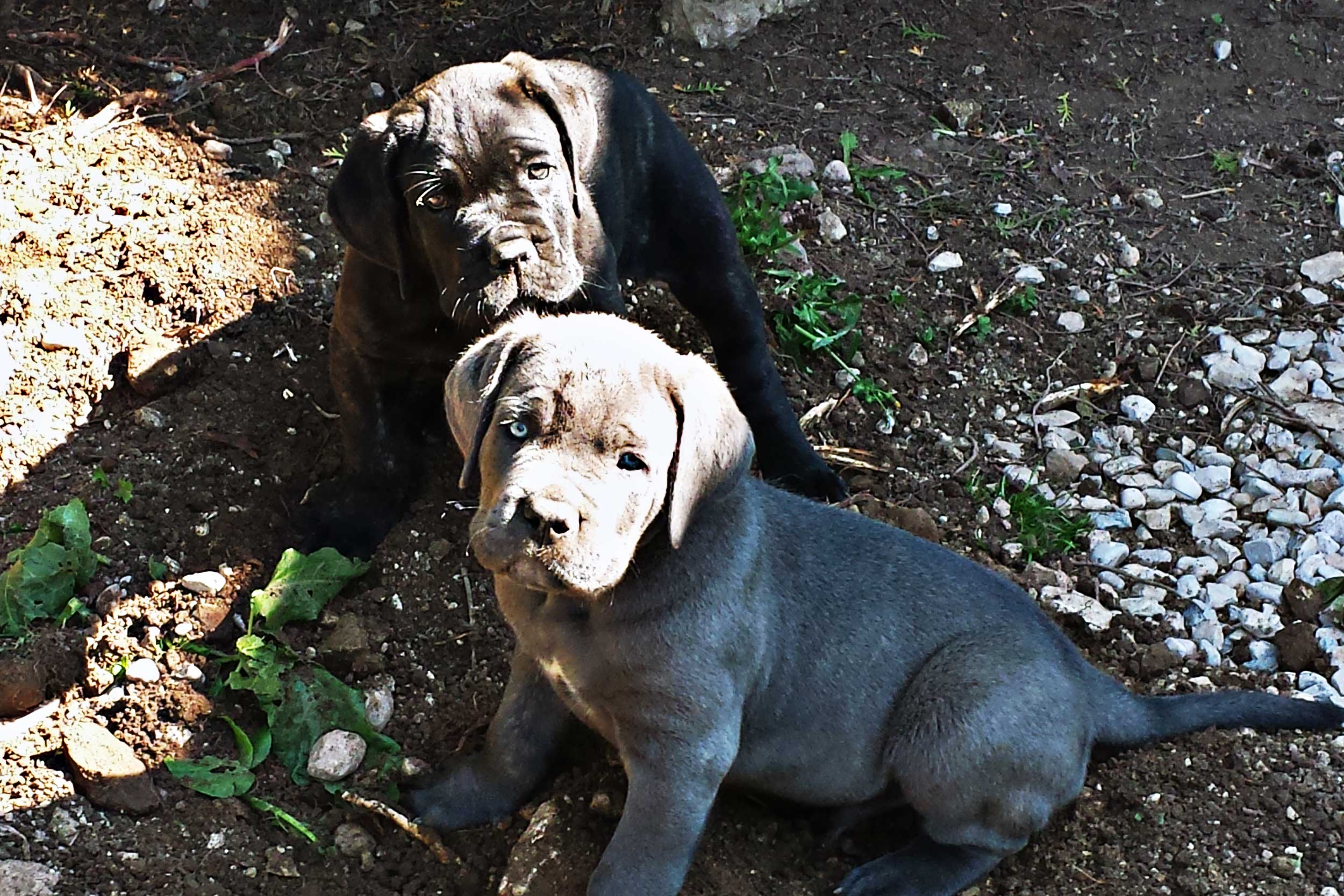 elevage cane corso nous rendre visite