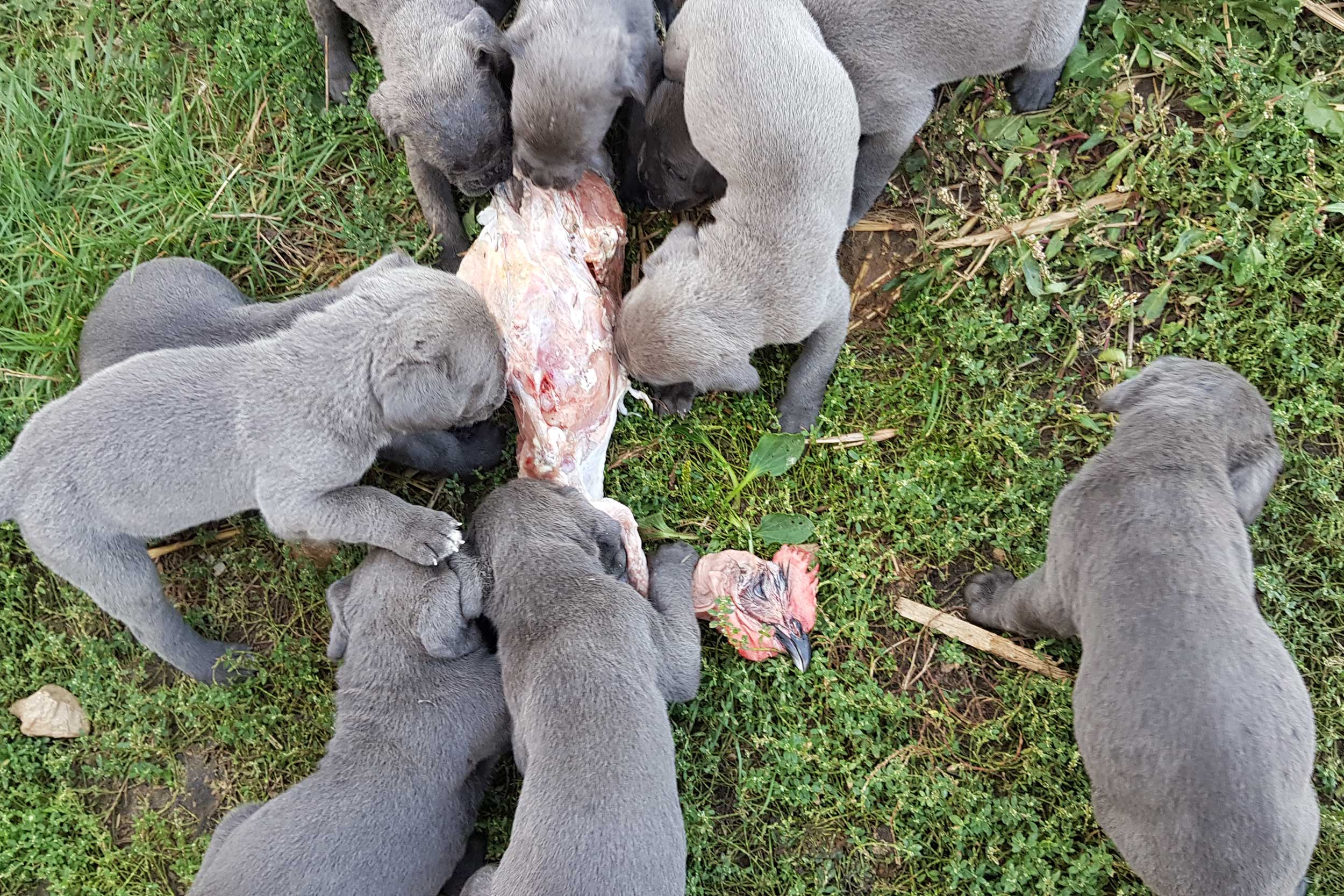 Chiot Cane Corso qui mange un poulet