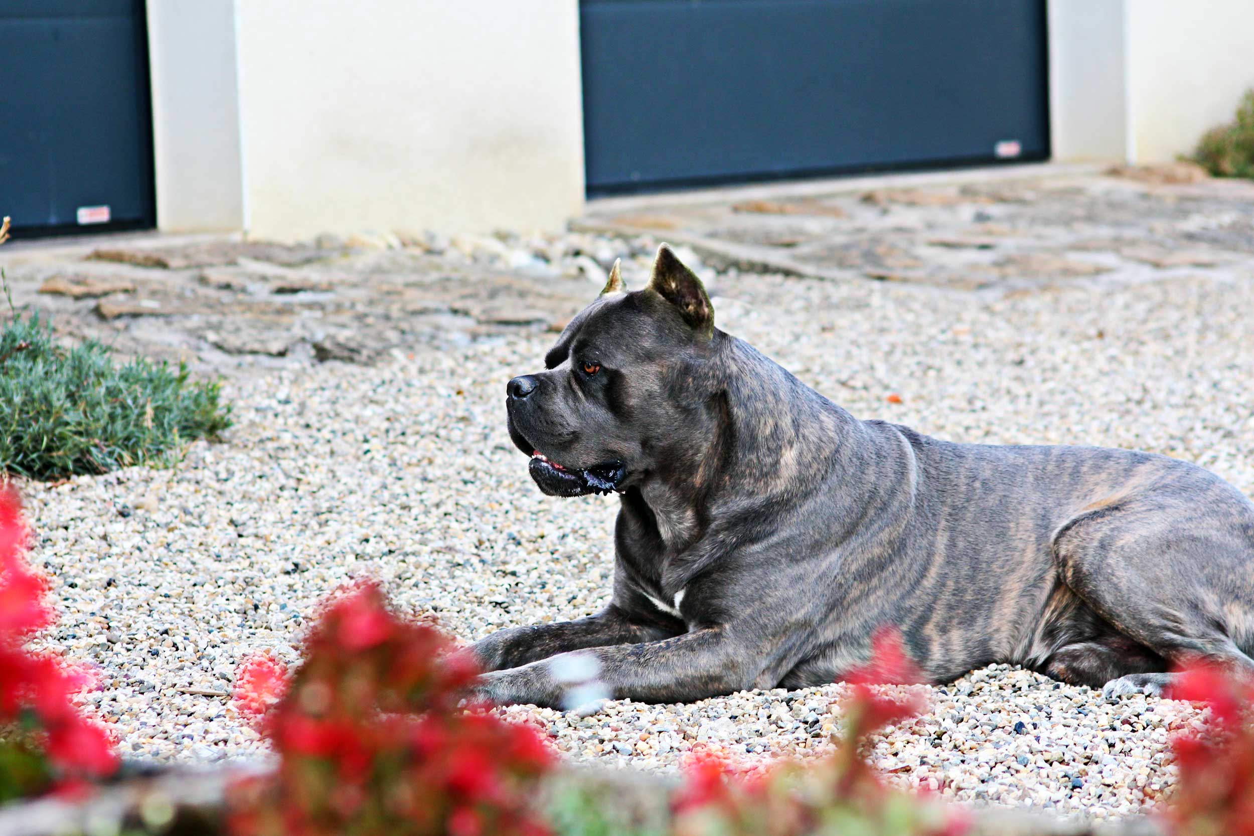 chien avec les oreilles taillés