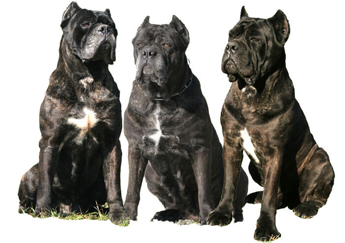 élevage de cane corso de qualité chiot lof