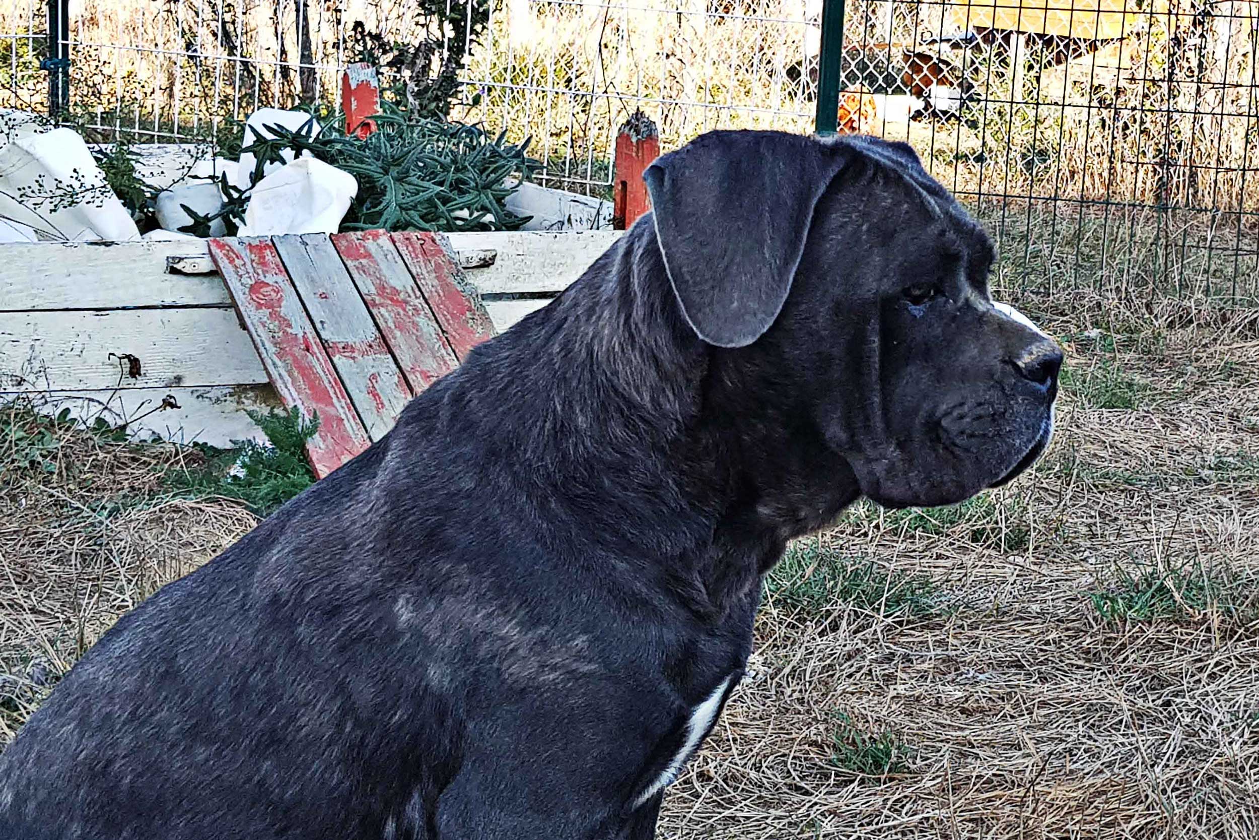 les engagements de notre élevage de cane corso LOF en france