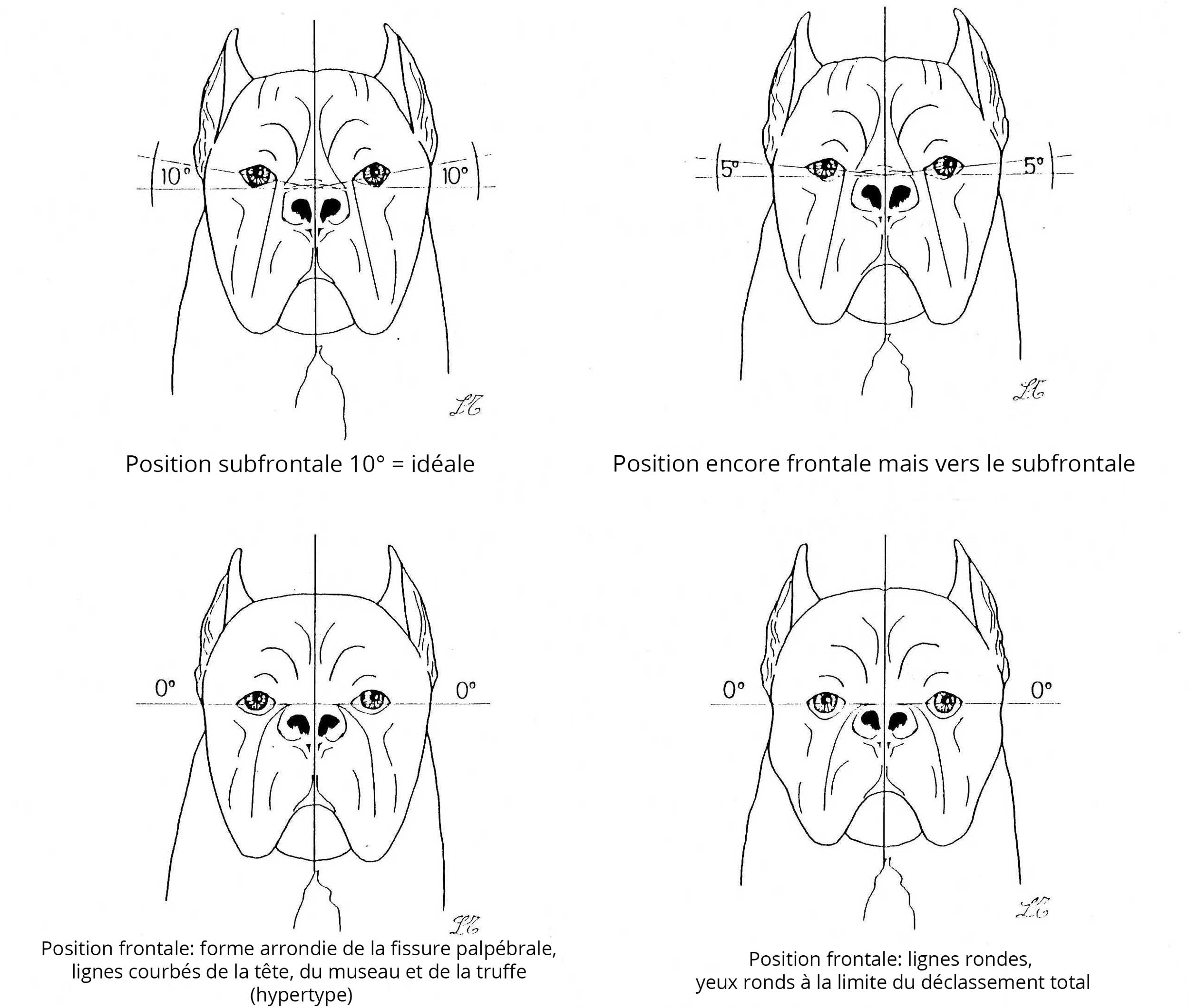 Position des yeux du cane corso