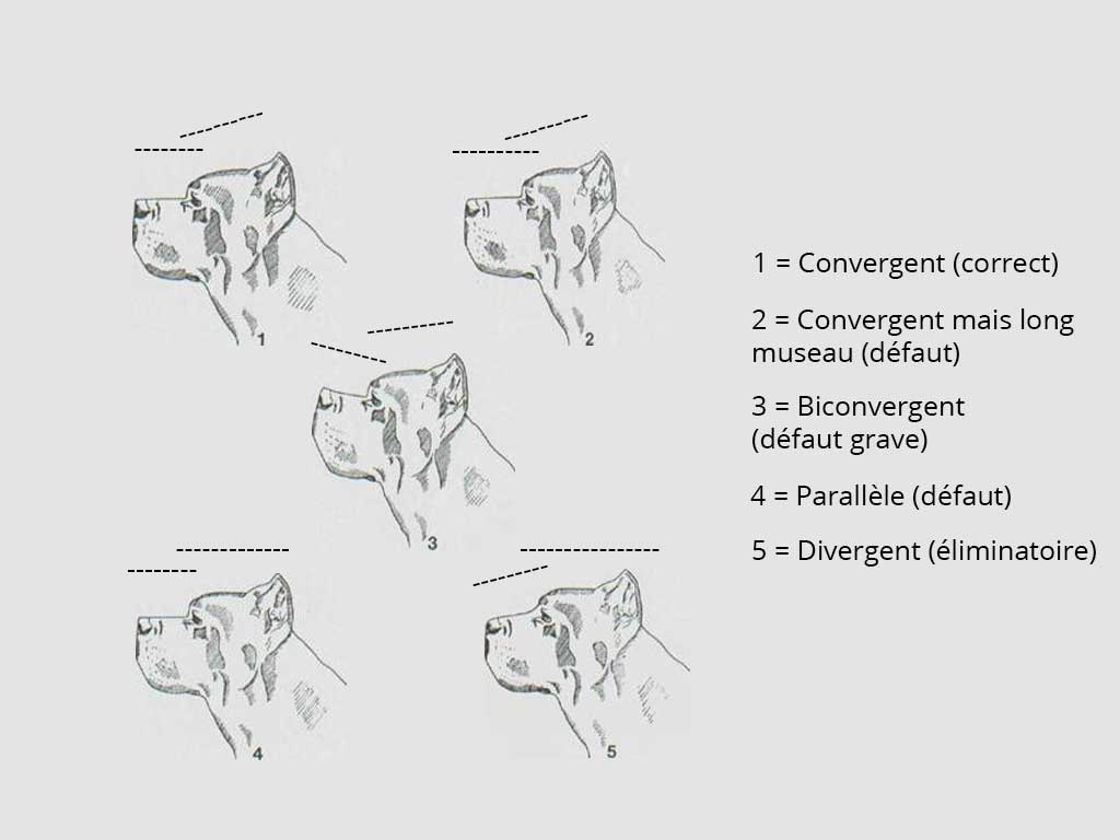 convergence du Cane Corso