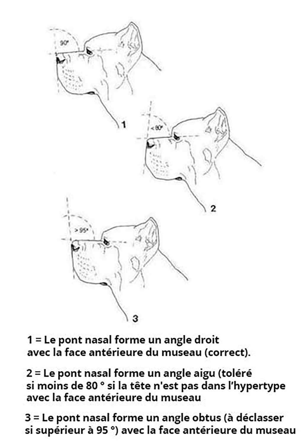 angle de la truffe du Cane Corso