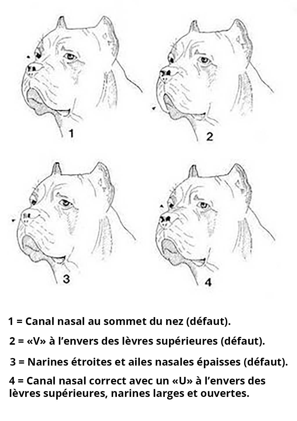 lèvres du Cane Corso