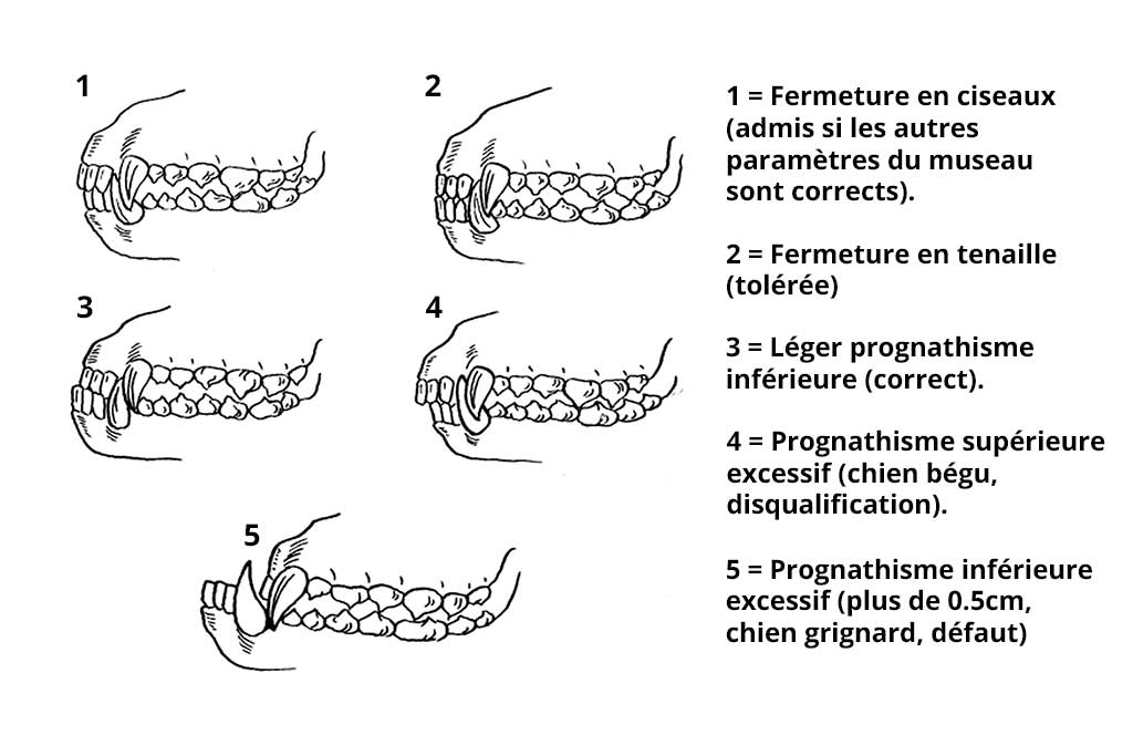 denture du Cane Corso