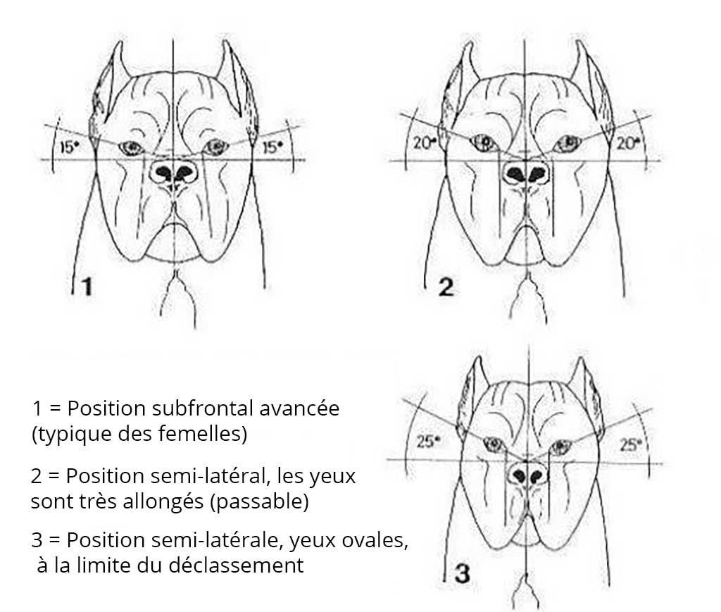Position des yeux du cane corso
