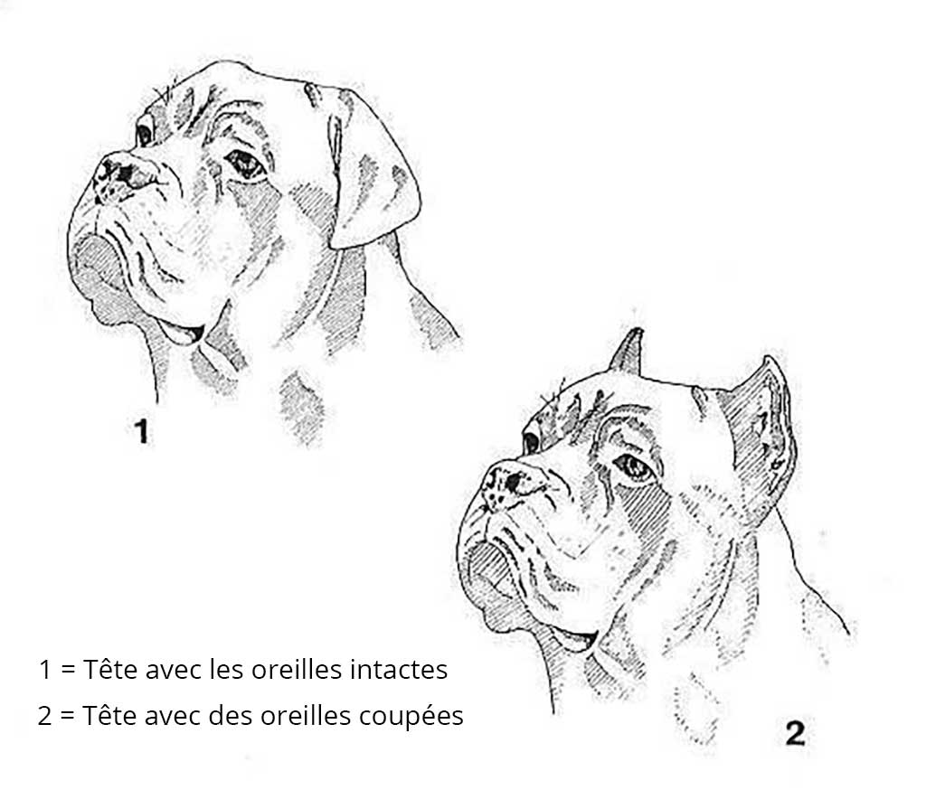 Oreilles du Cane Corso