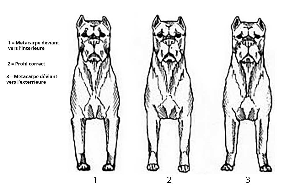 Membres antérieures du Cane Corso