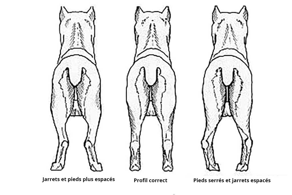 Membres postérieures du Cane Corso