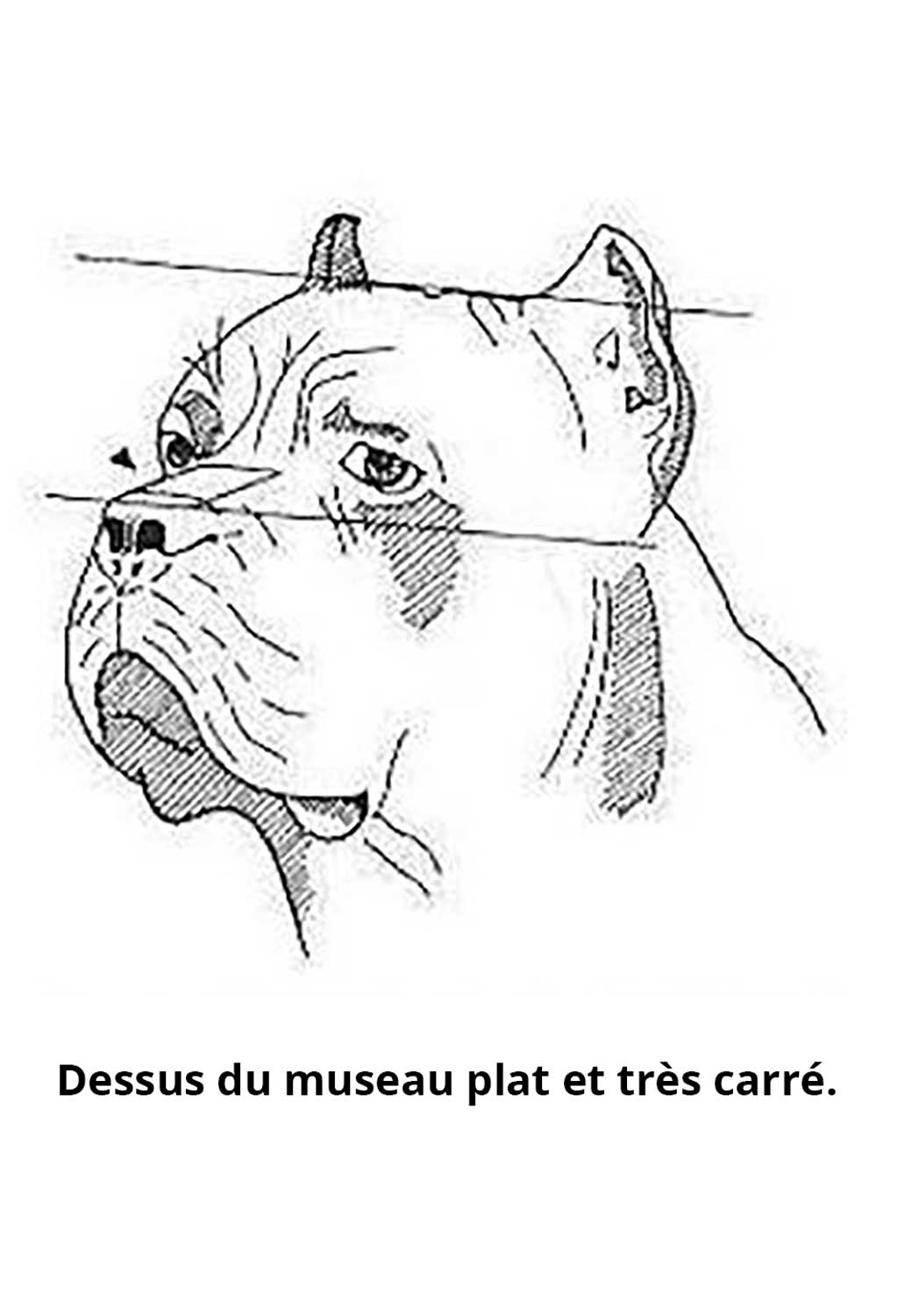 Quadrature du Cane Corso