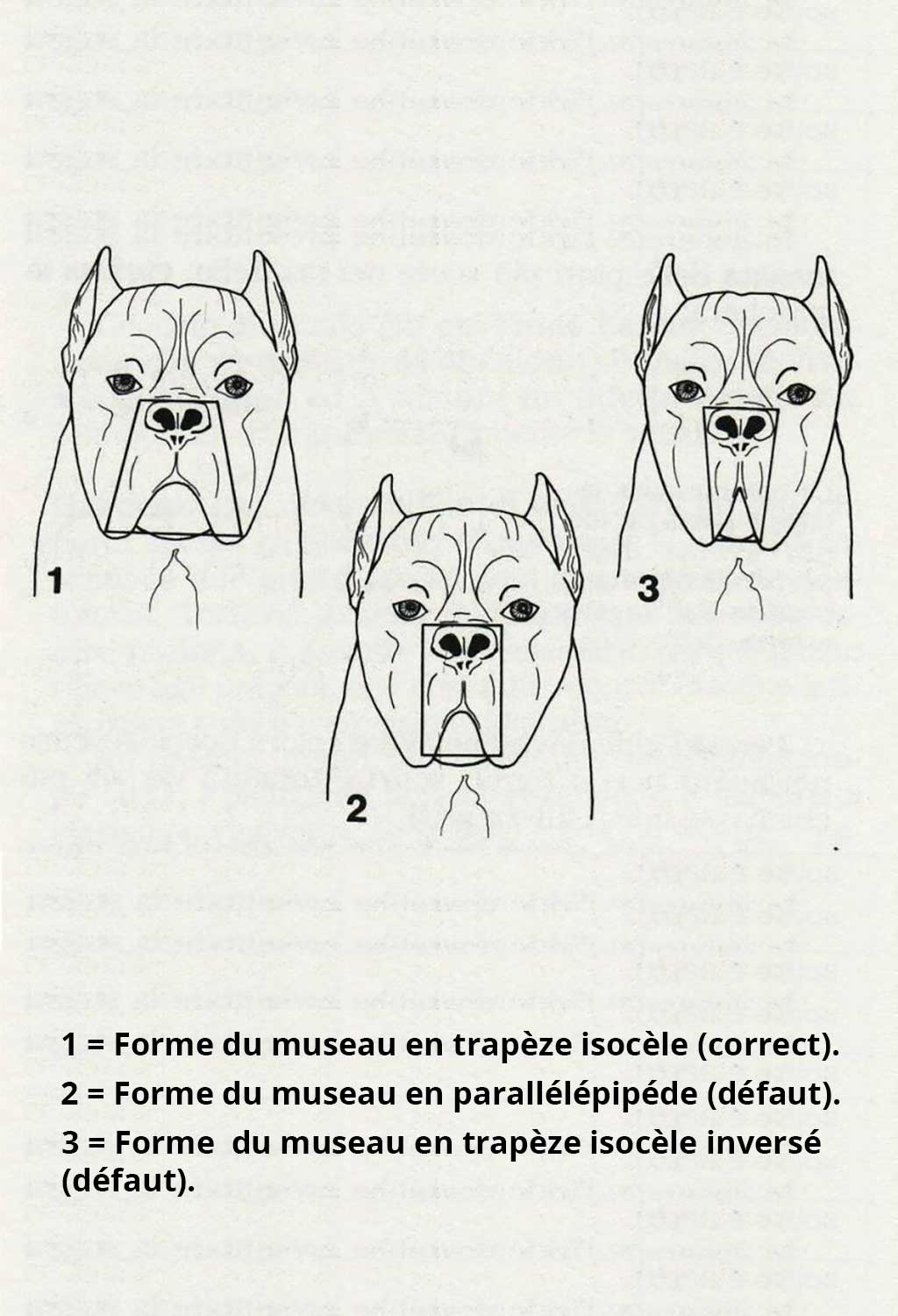 Forme du museau du Cane Corso