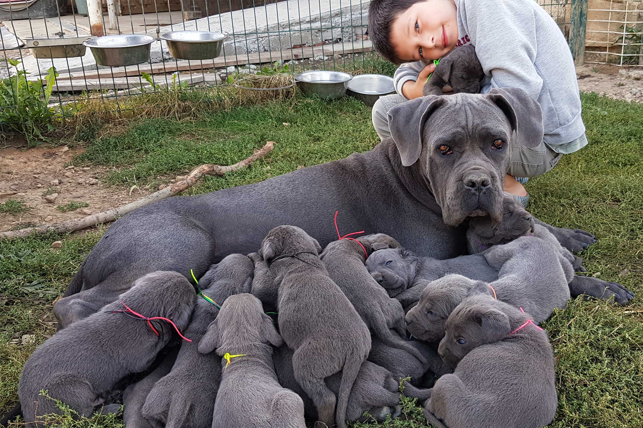 Groupes & Catégories chez le Cane Corso