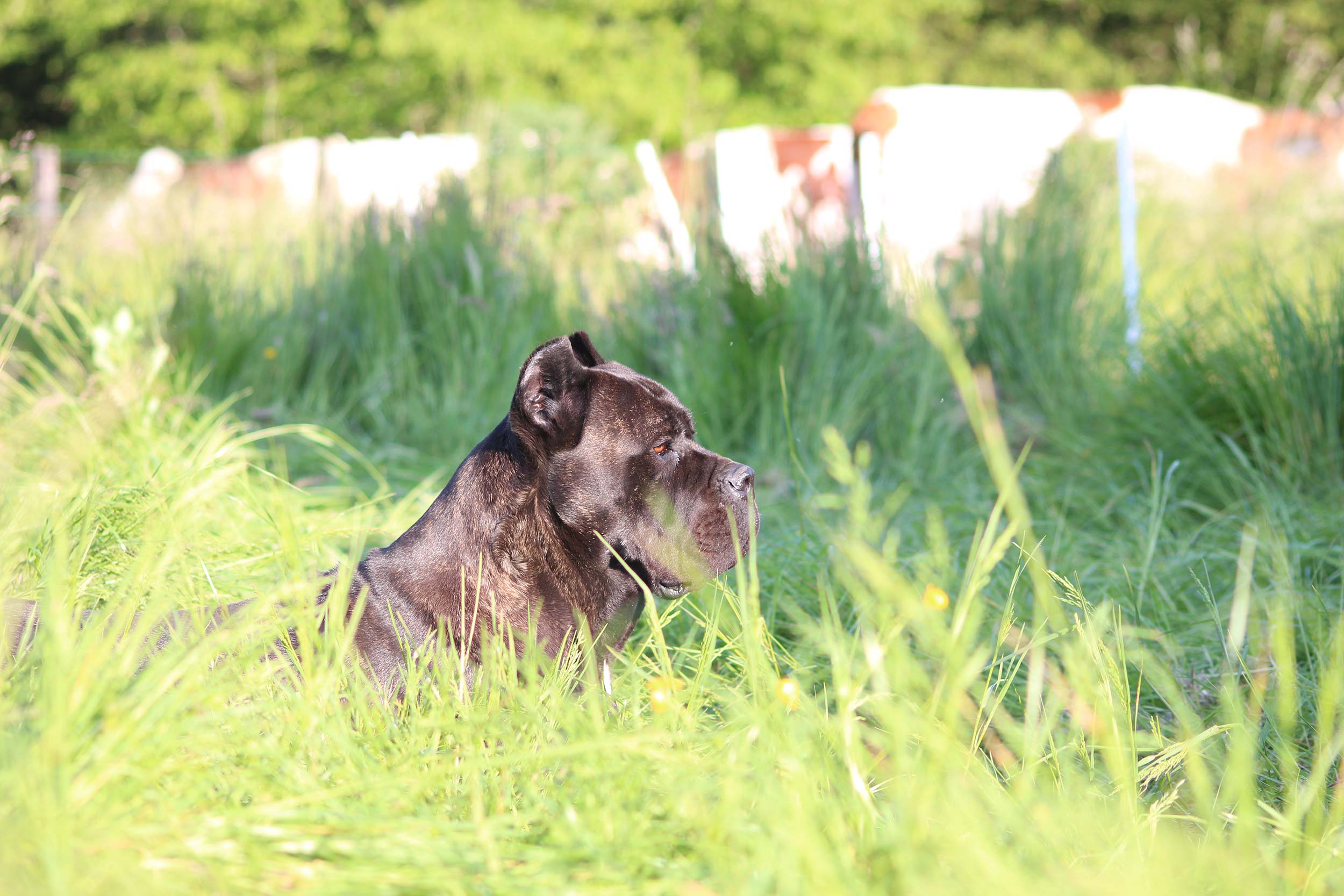 Le caractère et comportement du Cane Corso.