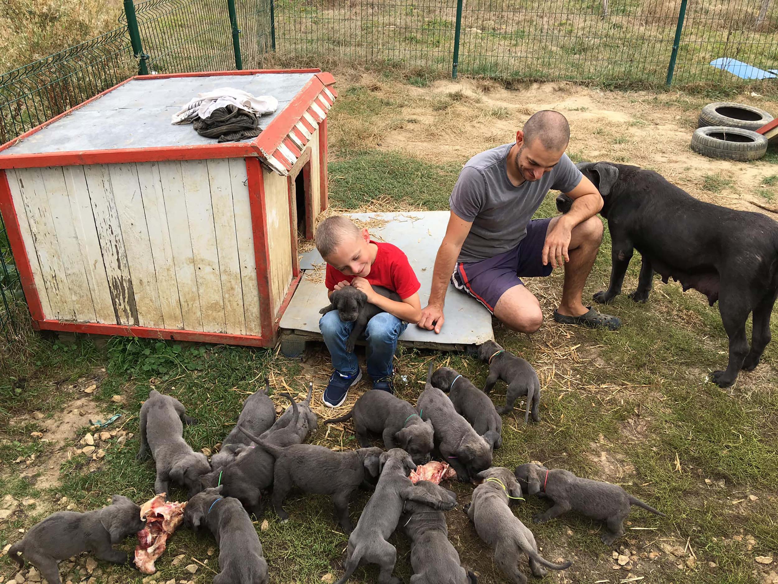 Le caractère et comportement du Cane Corso. enfant avec des chiots.