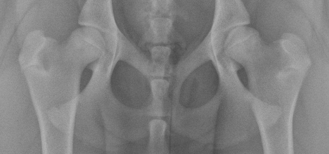 La dysplasie de la hanche chez le Cane Corso