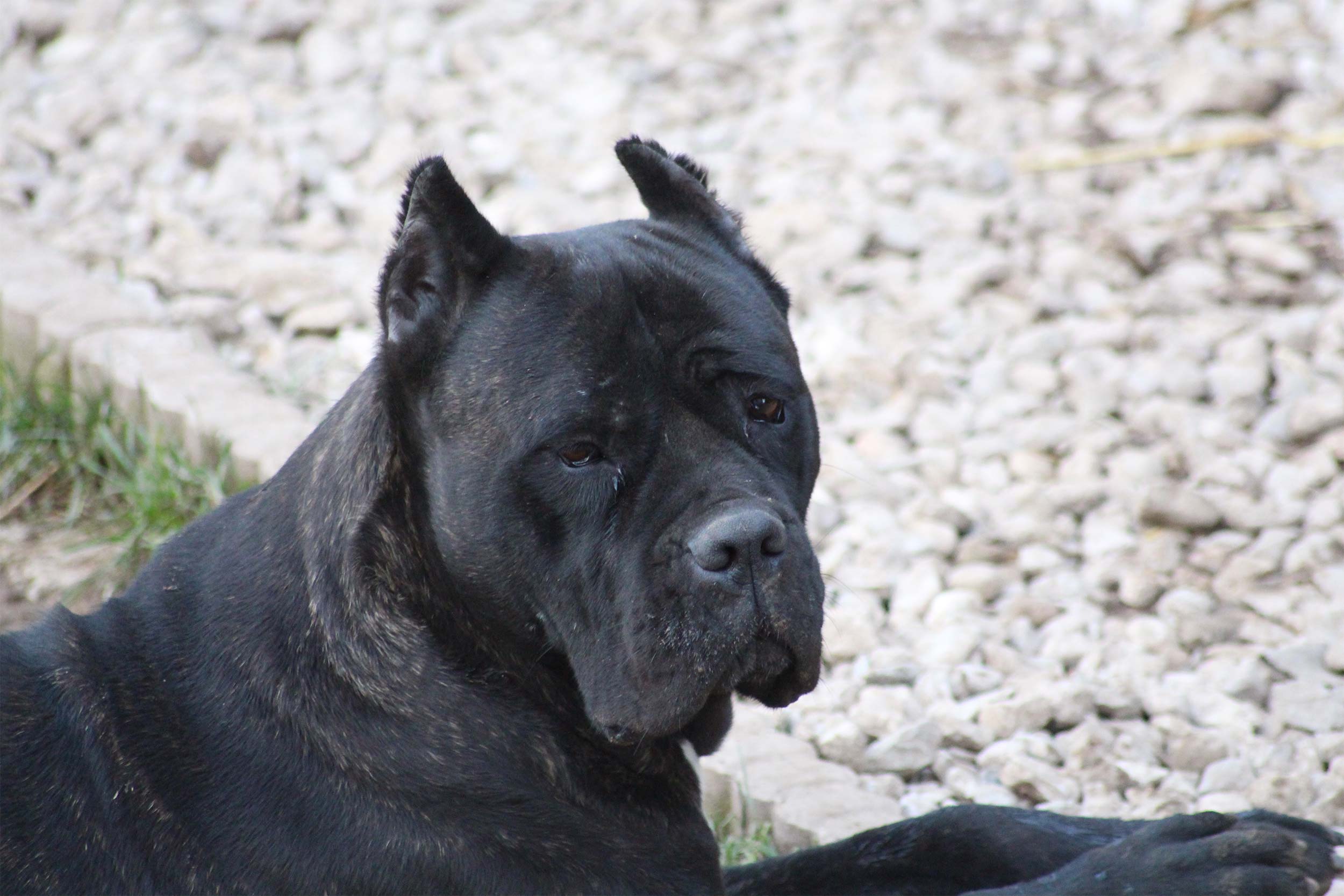 Oreille tailler du Cane Corso