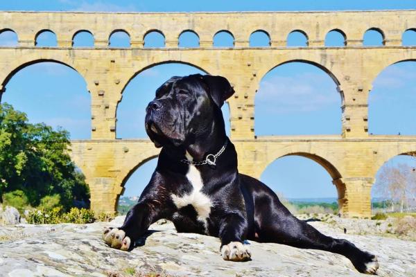 Chien cane corso