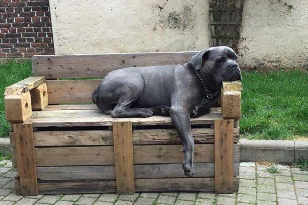 Cane Corso sur des palettes