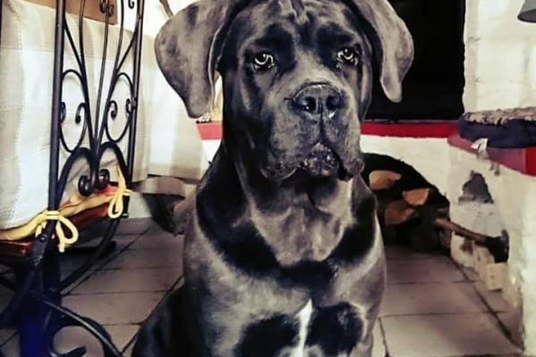 Cane Corso gris