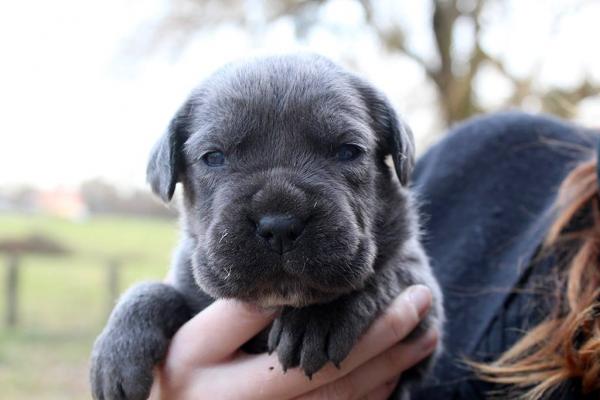 Chiot Cane corso