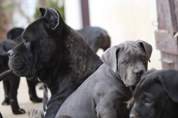 Maman Cane Corso avec ses chiots