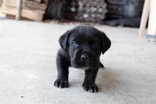 chiot cane corso noir bringé